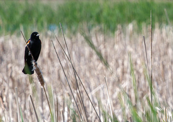 Bird in wetland at The Summit at Chelsea Ridge