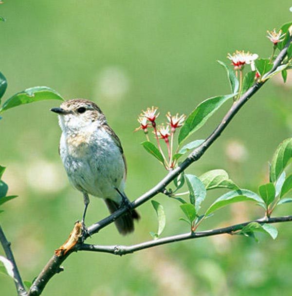 Small bird sitting on branch